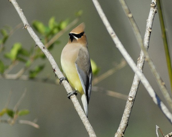 Cedar waxwing, Bombycilla cedrorum. Photo: Joseph Kennedy in Bear Creek Park, Texas in March 2010.