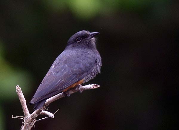 Swallow-winged Puffbird at Cristalino Jungle Lodge