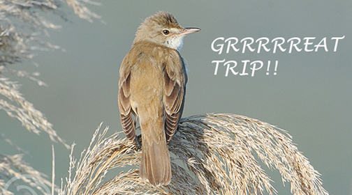 Post image for GGRRRRREAT REED WARBLER ON LESBIAN ISLAND!