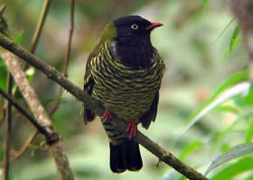 A Barred Fruiteater on the Manu Road, Peru