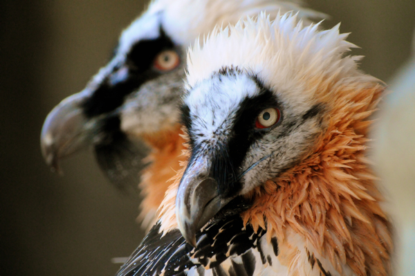 are vultures scavengers