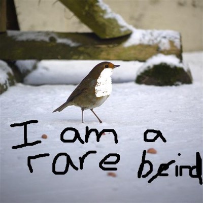 Post image for White-throated Robin in Hartlepool, UK