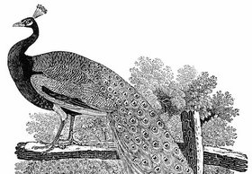 Thumbnail image for Birds Feared Darwin