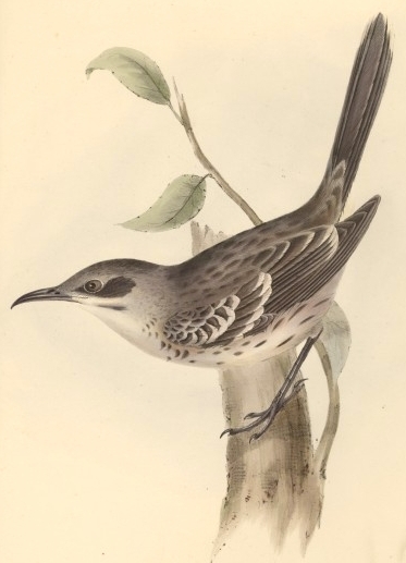 Mimus melanotis