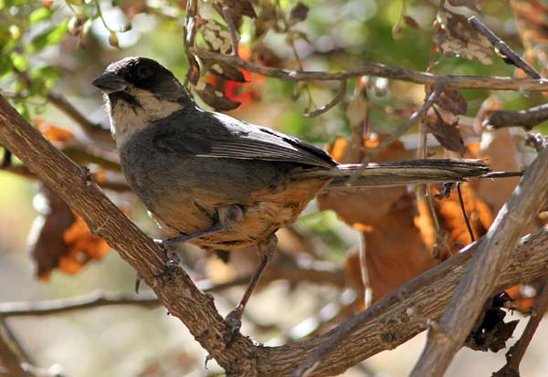 Rusty-bellied Brush-Finch