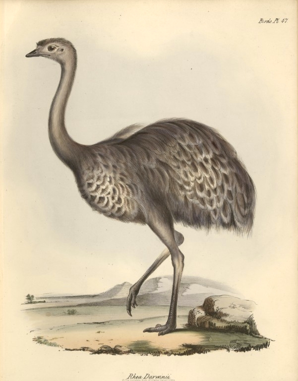 Post image for Darwin’s Rheas and the Birth of Evolutionary Theory