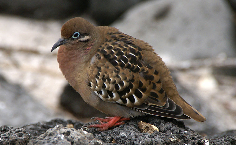 Post image for The Dove of Peace Has Not Always Been Safe