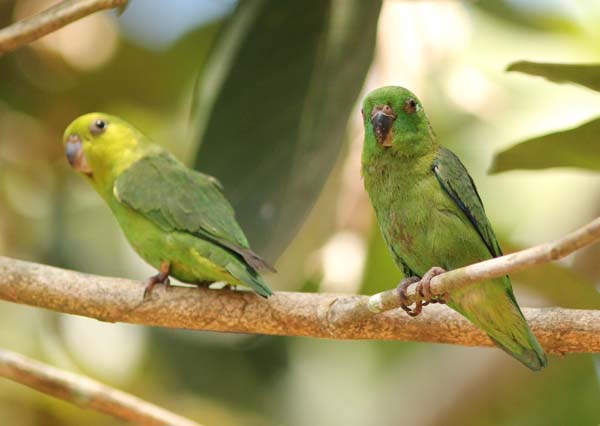 Post image for Cristalino Jungle Report – August 16-23, 2011