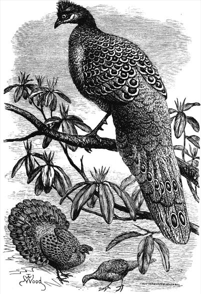 Post image for Birds, Darwin, Sex: Foreplay