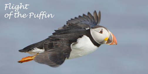 Post image for Winging it on Fair Isle