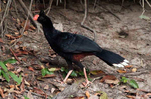 Post image for Cristalino Jungle Report – August 8-15, 2011