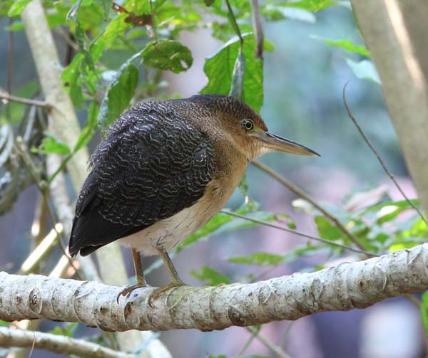 Post image for Cristalino Jungle Lodge Report – August 24-30, 2011