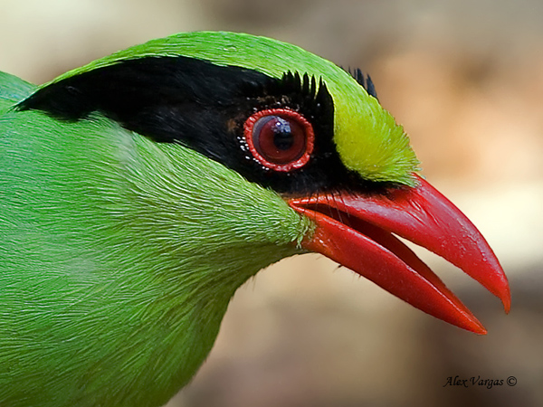 Common Green Magpie by Alex Vargas - 2011