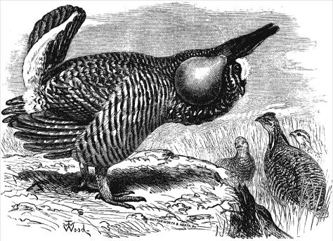 Post image for Darwin’s Sexy Sons May Not Be Sexy Enough