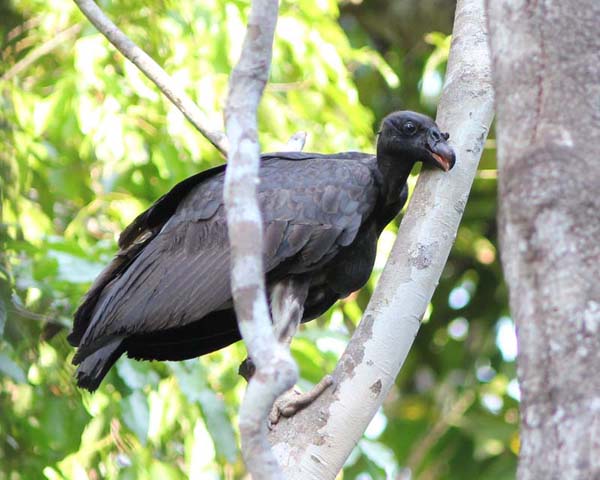 Post image for Cristalino Jungle Lodge Report – August 31-September 6, 2011