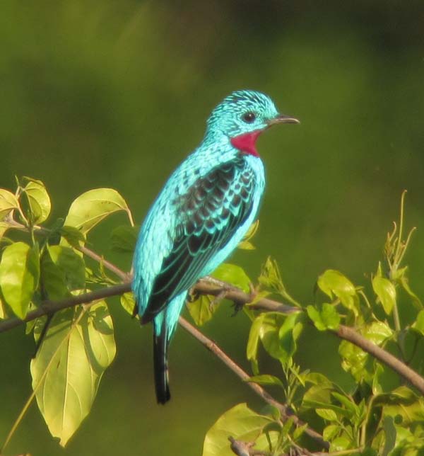 Post image for Cristalino Jungle Lodge Report: September 7-13, 2011