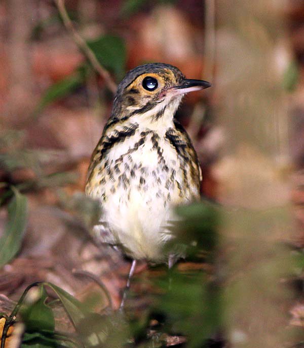 Post image for Cristalino Jungle Lodge Report: Sep 22-28, 2011