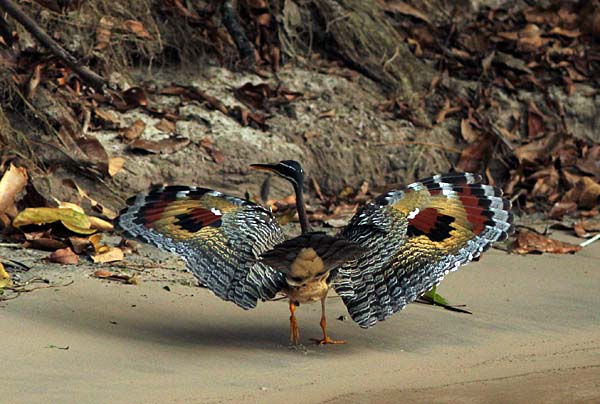 Post image for Cristalino Jungle Lodge Report: Sep 29-Oct 5, 2011