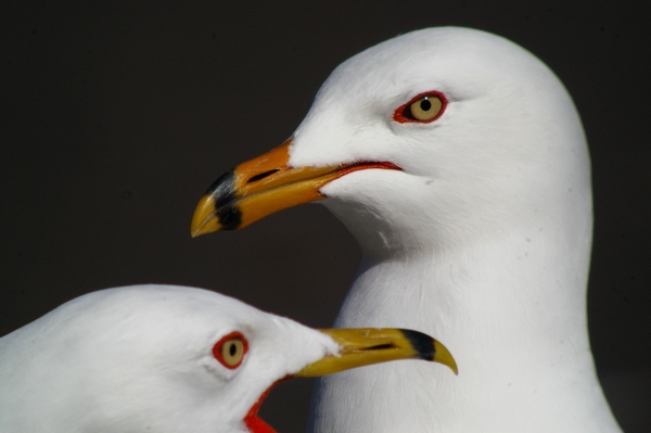 Post image for Featured Digiscoper: Clay Taylor (USA)