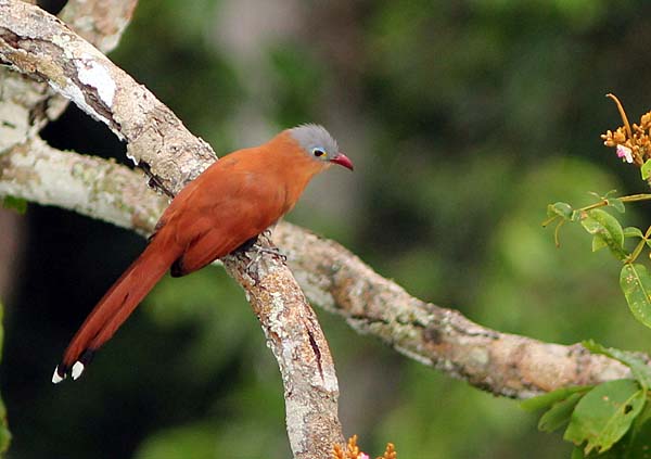 Post image for Cristalino Jungle Lodge Report: October 5-11, 2011
