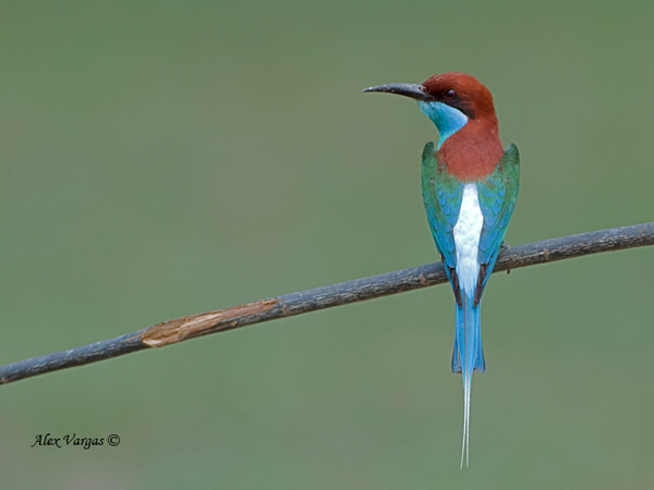 Blue-throated Bee-eater by Alex Vargas, Thailand 2011