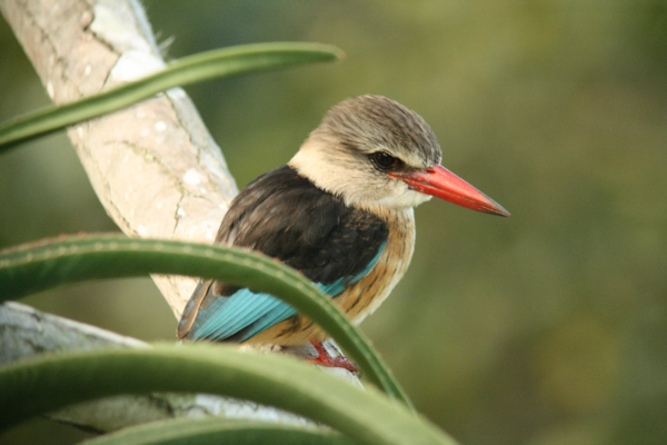Post image for Great garden birding