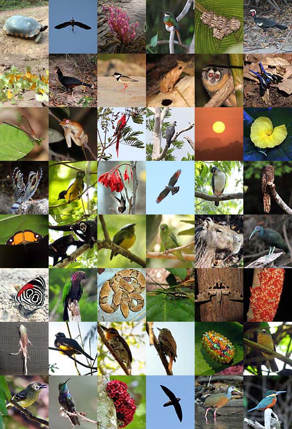 Post image for Cristalino Jungle Lodge – Rich Hoyer’s Last Days and Bird List Totals