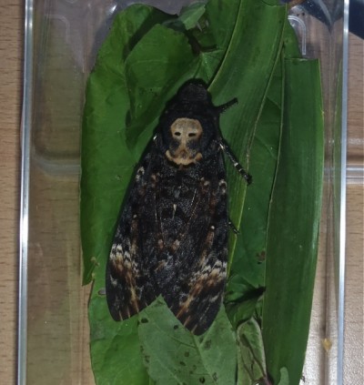 Death's Head