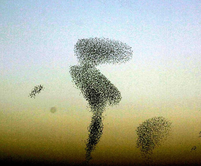 A flock of Eurasian starlings, Sturnus vulgaris. Photo: Andrea Cavagna