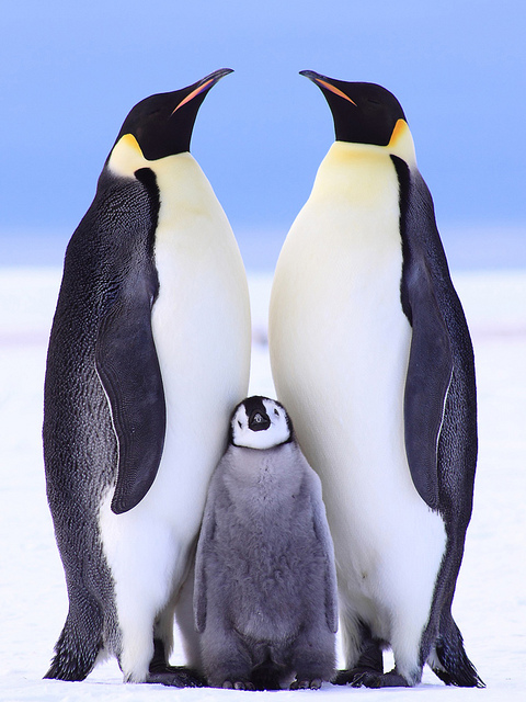  - Emperor-Penguin-Anne-Froehlich