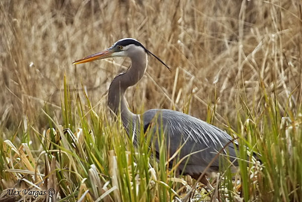 Great-Blue-Heron by Alex Vargas, USA 2008