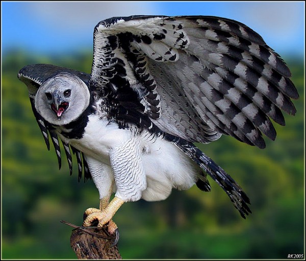 harpy eagle sloth