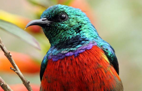 Probable Stuhlman's Sunbird. Rich Hoyer