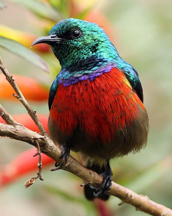 Post image for Rwanda Sunbird Confusion