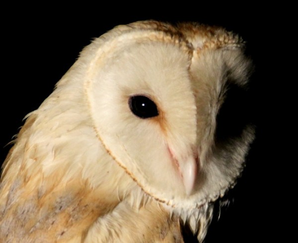 Celebes Barn Owl