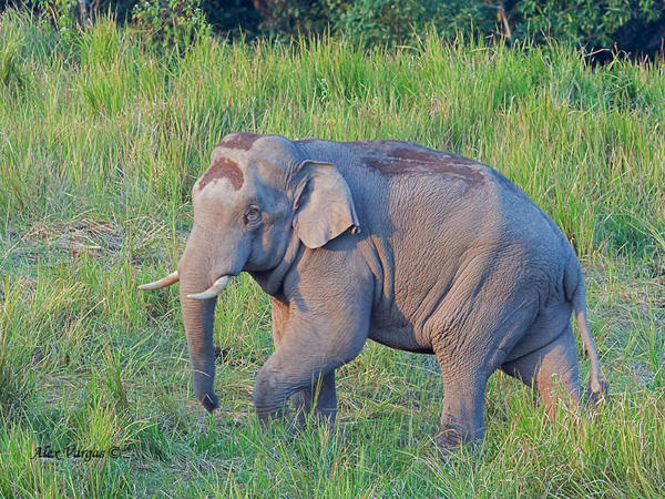 Elephants Bird