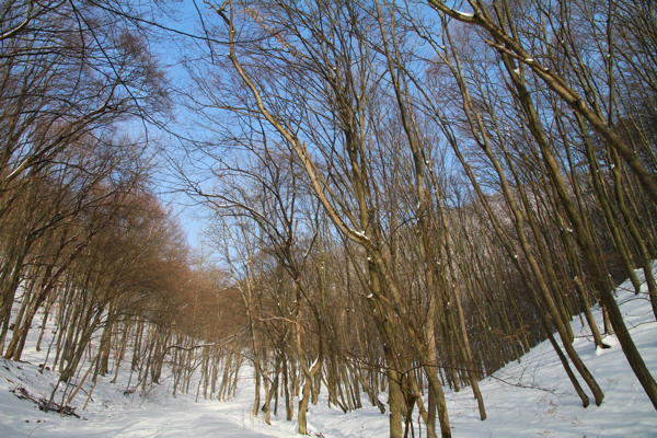 Post image for Beautiful winter birding in Bükk Hills, Hungary