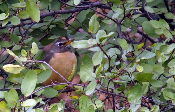 Post image for Great Baja Birding Report