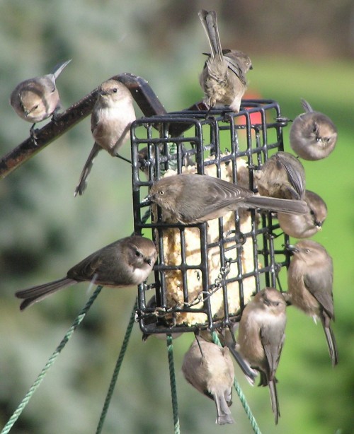 A flock of bushtits, Psaltriparus minimus, on a birdfeeder in Salem, Oregon. Image: Scott Catron
