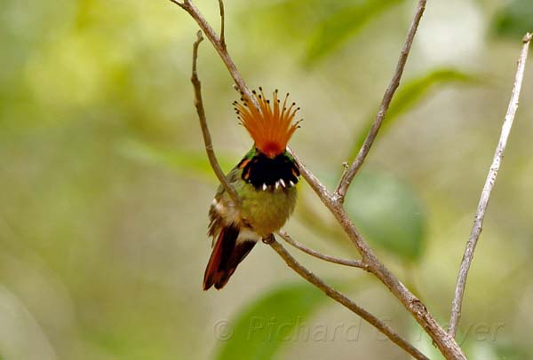 Post image for Northern Peru – Local Specialties and Fun Birding