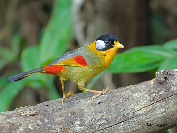 Mae Wong National Park Amazing Bird Photo Hotspot In