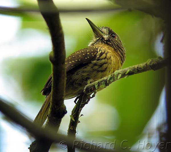 Post image for Carara National Park – A Sound Quiz