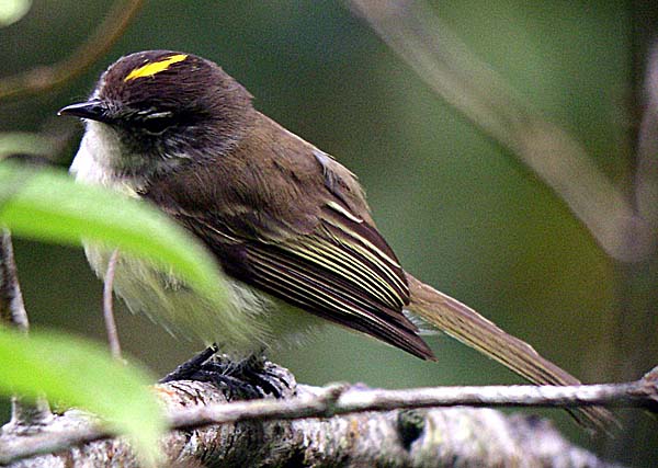 jamaican birds