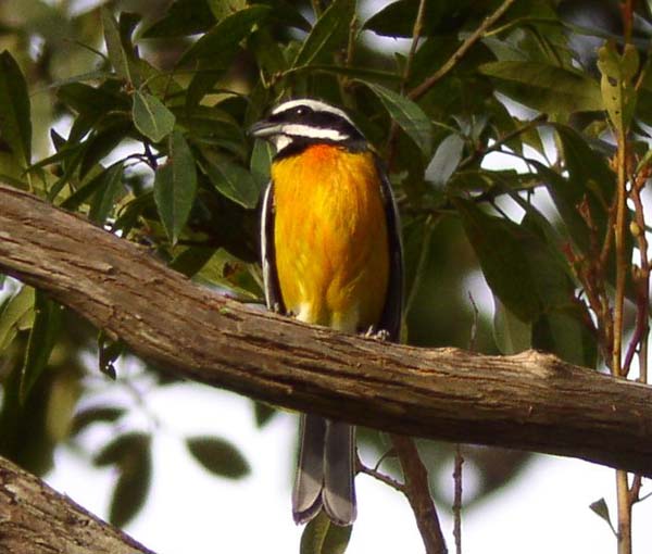 Post image for Jamaica’s Endemic Birds Part 5