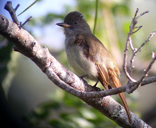 Post image for Jamaica’s Endemic Birds Part 3