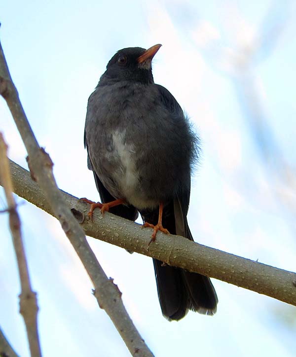 White-chinned Thrush