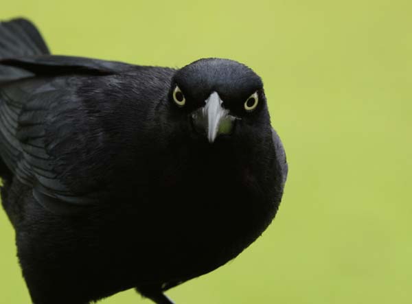 Post image for Jamaica’s Endemic Subspecies #3