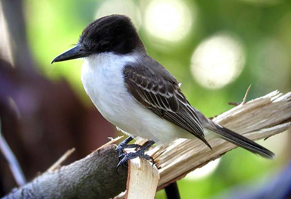 Post image for Jamaica’s Endemic Subspecies #2