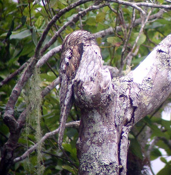 Post image for Jamaica’s Endemic Subspecies #1