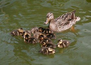 Female mallard, Anas platyrhynchos, with ducklings.
Image: BrockenInaGlory (Creative Commons Attribution-Share Alike 3.0 Unported license.)